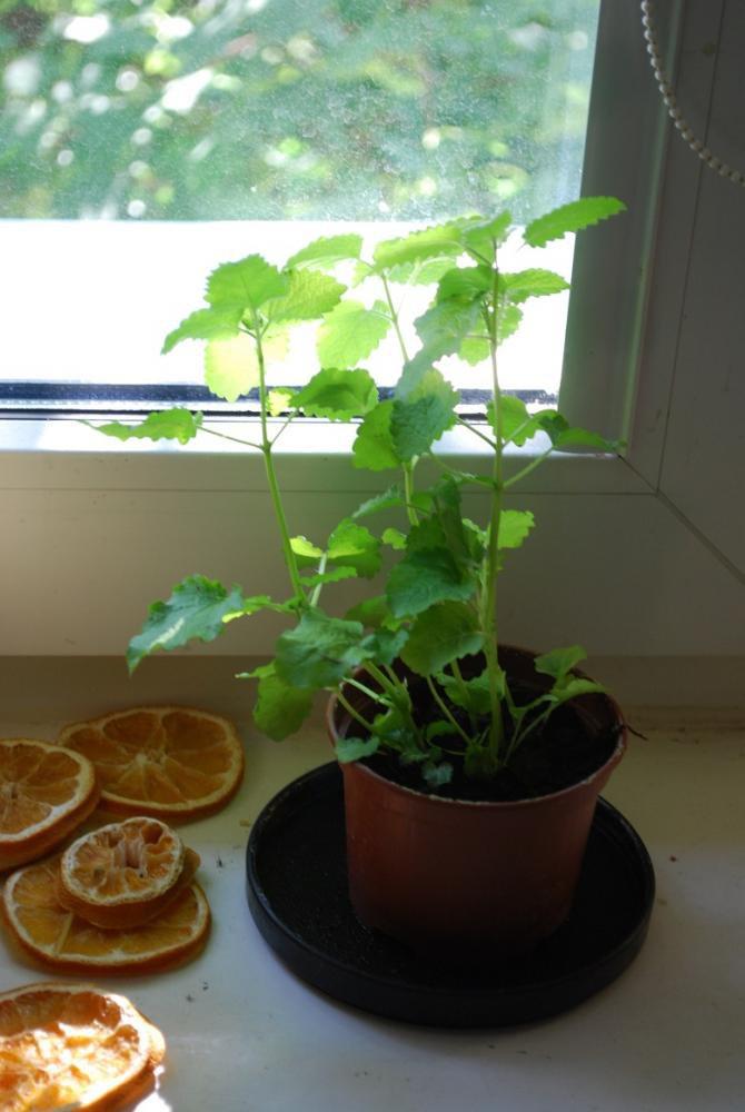 mini ogródek, zdjęcie 3