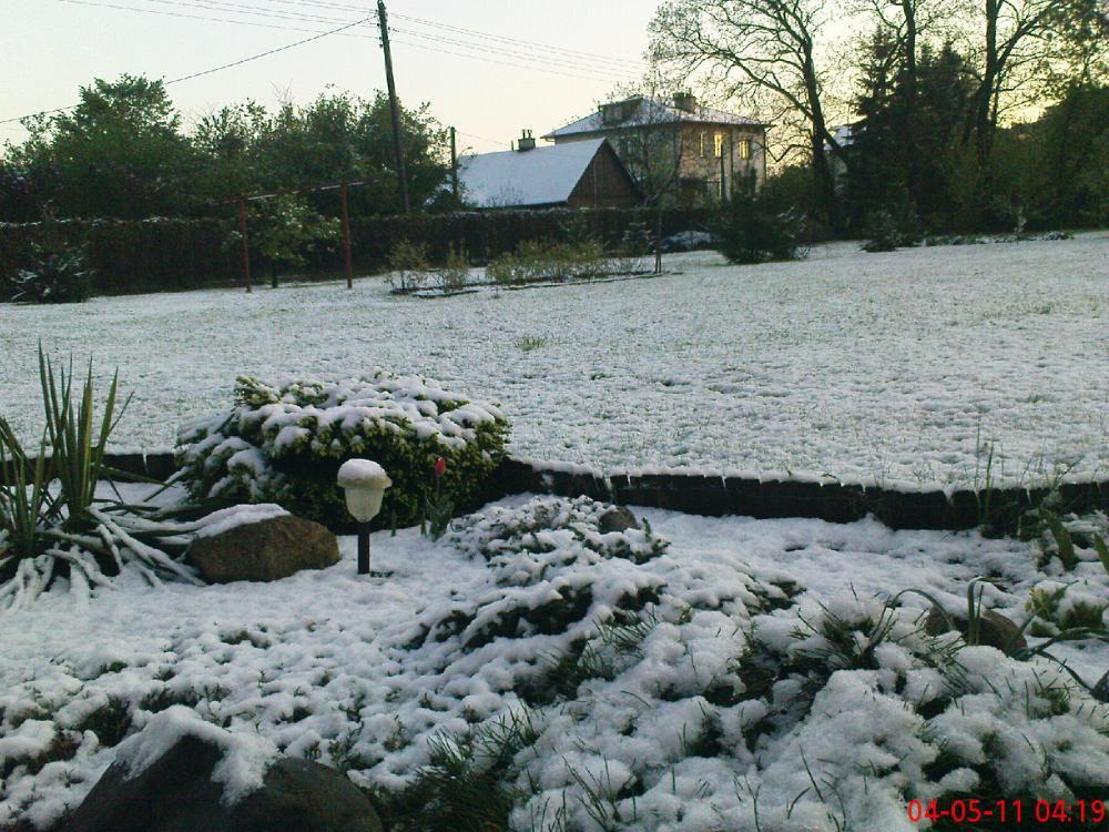 To też maj w ogrodzie, zdjęcie 10