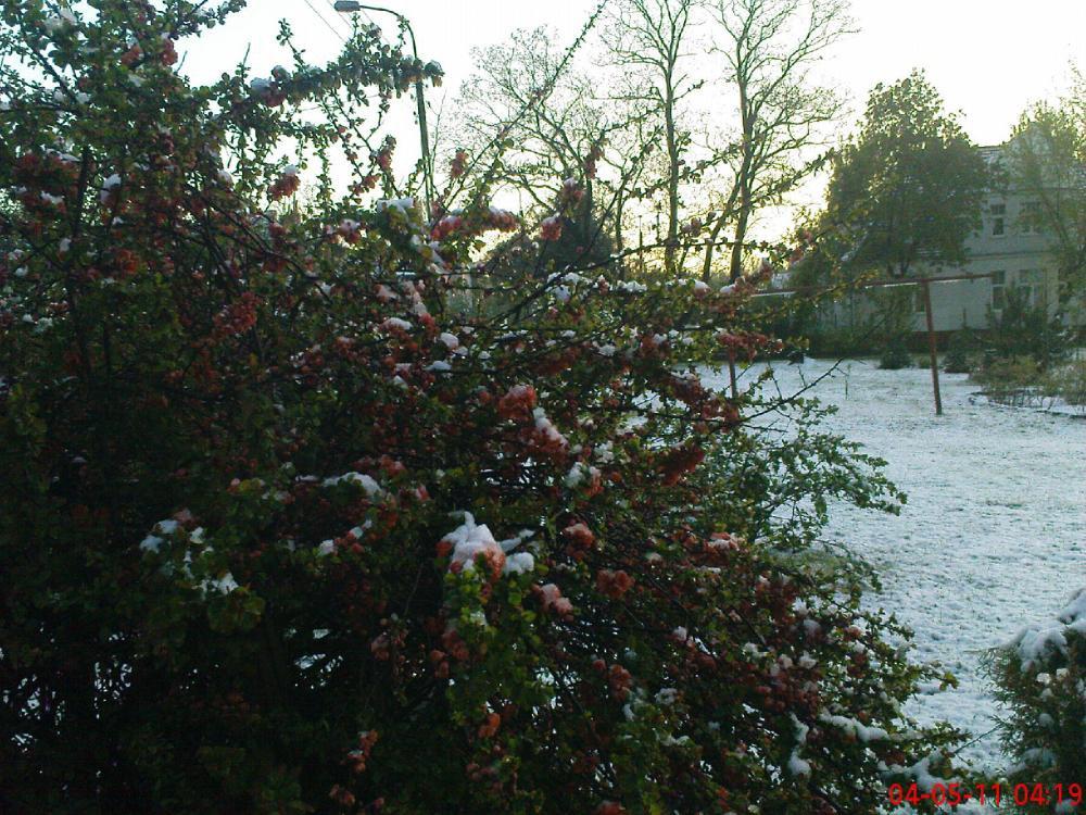 To też maj w ogrodzie, zdjęcie 11