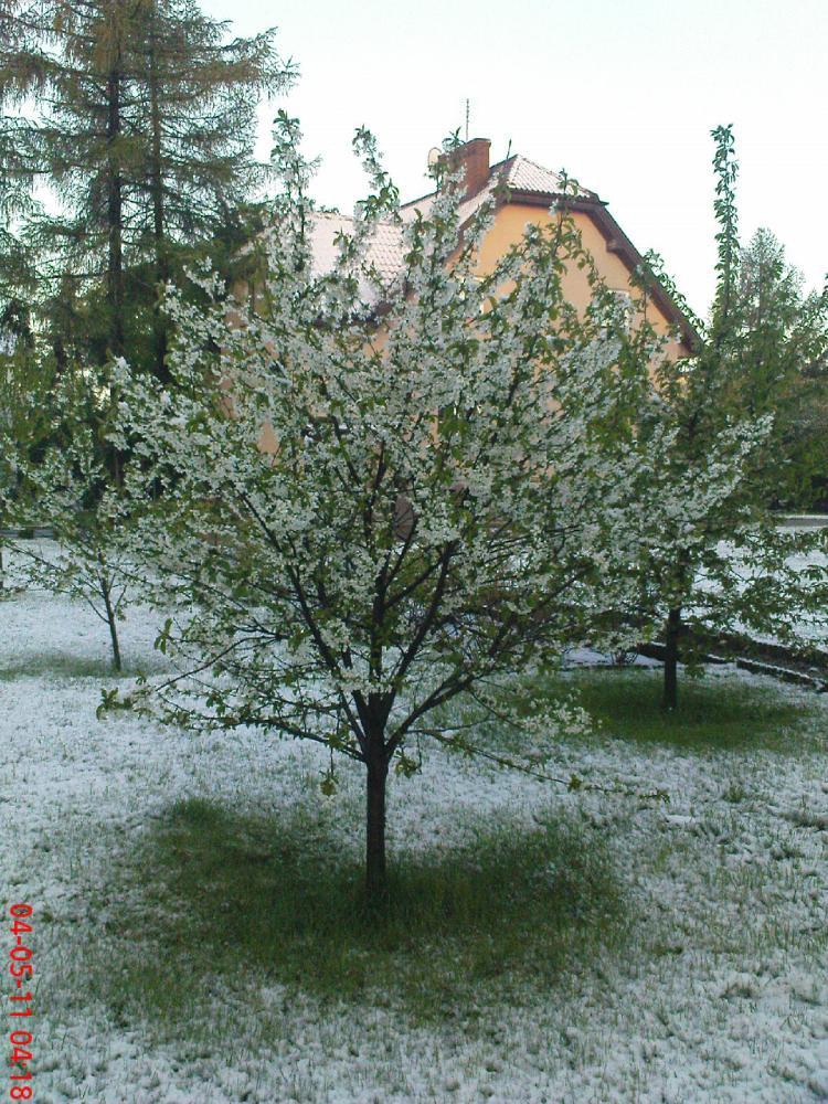 To też maj w ogrodzie, zdjęcie 8