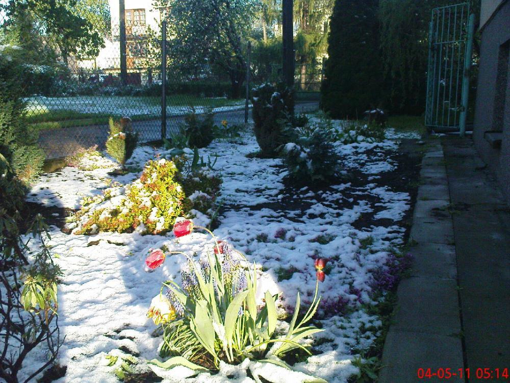 To też maj w ogrodzie, zdjęcie 6