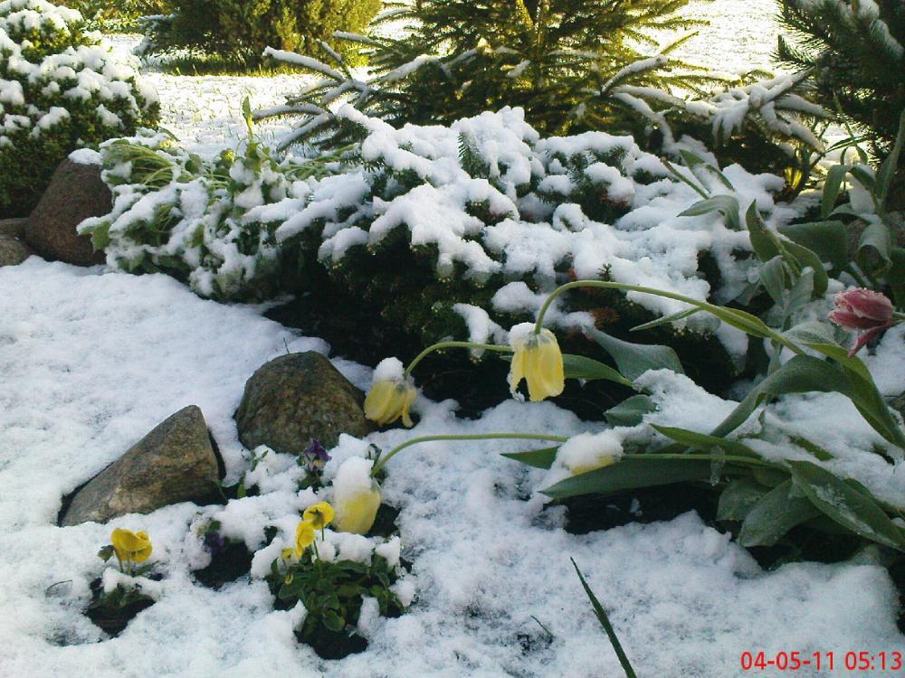 To też maj w ogrodzie, zdjęcie 12