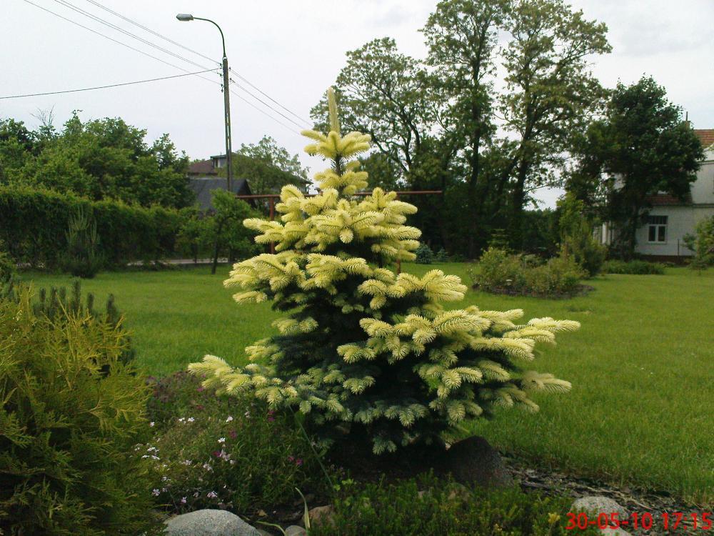 To też maj w ogrodzie, zdjęcie 3