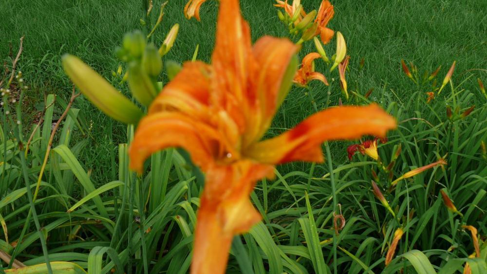 lato w ogrodzie, zdjęcie 9