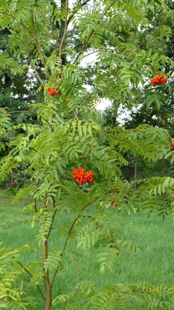lato w ogrodzie, zdjęcie 7