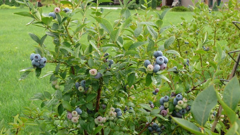 lato w ogrodzie, zdjęcie 4