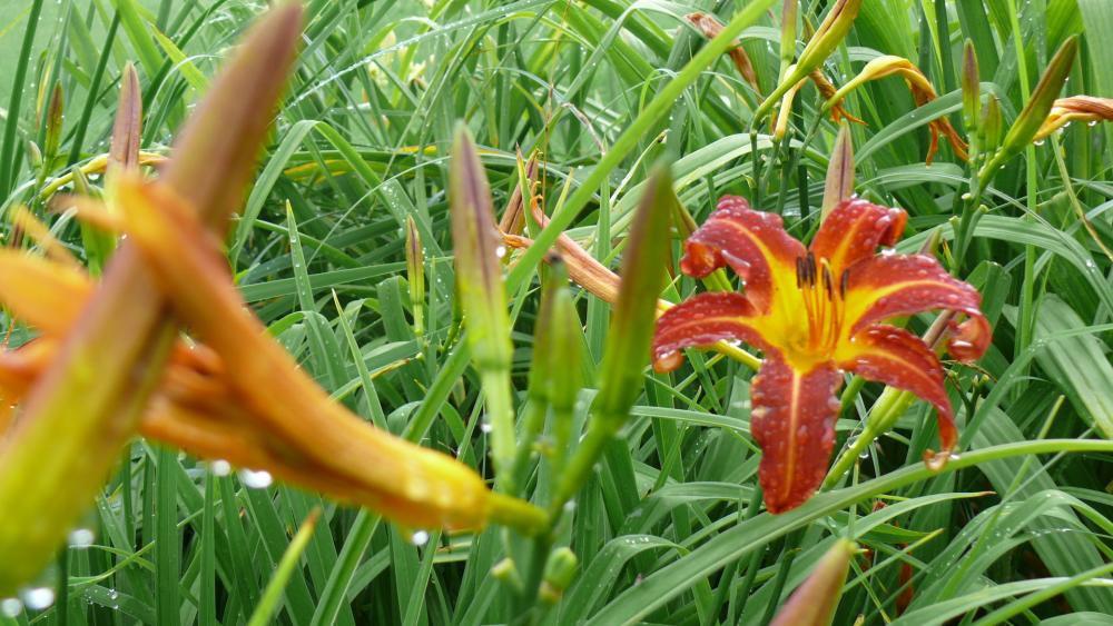 lato w ogrodzie, zdjęcie 12