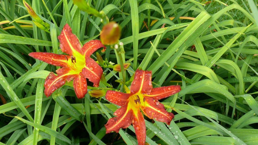 lato w ogrodzie, zdjęcie 8