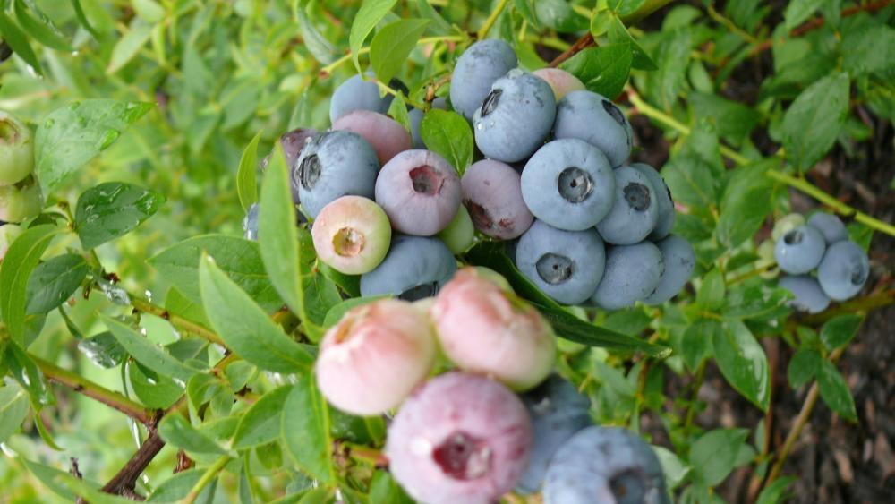 lato w ogrodzie, zdjęcie 5