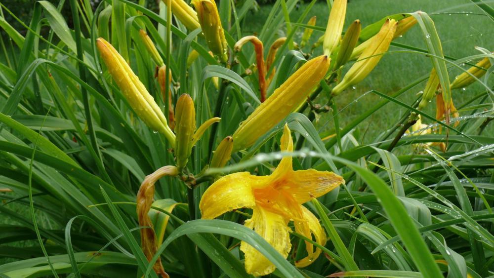 lato w ogrodzie, zdjęcie 2