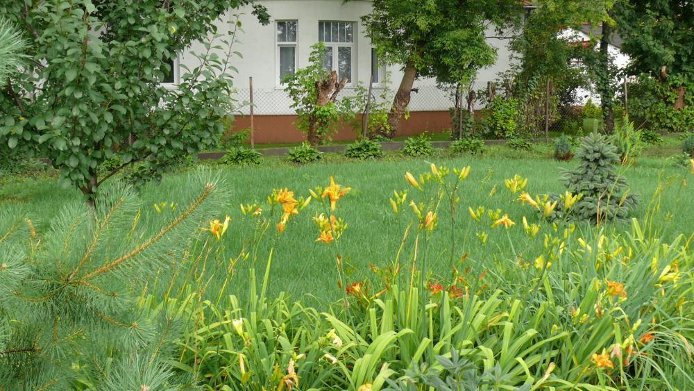 lato w ogrodzie, zdjęcie 13