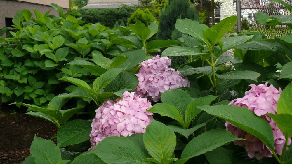 lato w ogrodzie, zdjęcie 11