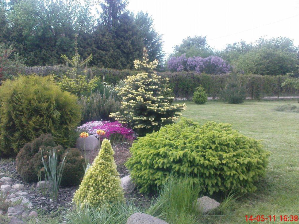 Maj w ogrodzie, zdjęcie 3