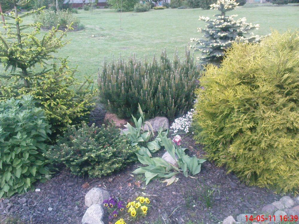 Maj w ogrodzie, zdjęcie 6