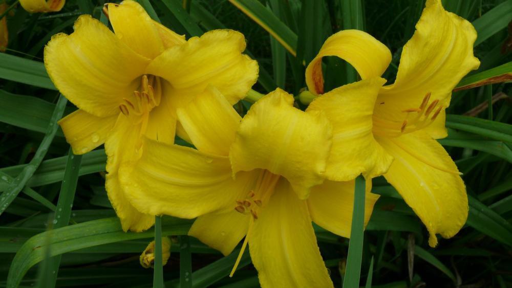 Kwiaty w moim ogrodzie, zdjęcie 2