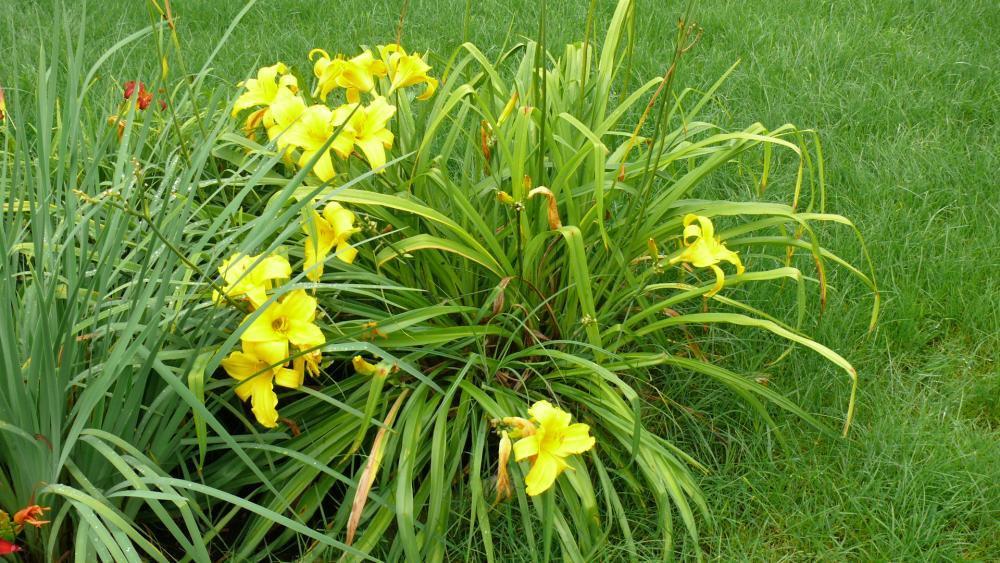 Kwiaty w moim ogrodzie, zdjęcie 5