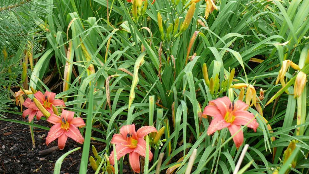 Kwiaty w moim ogrodzie, zdjęcie 8