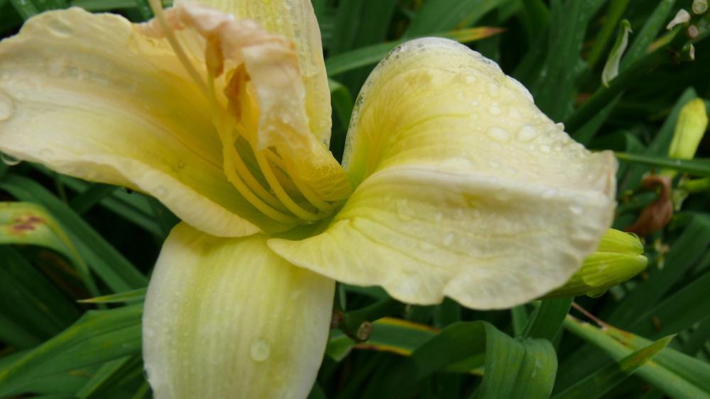 Kwiaty w moim ogrodzie, zdjęcie 1