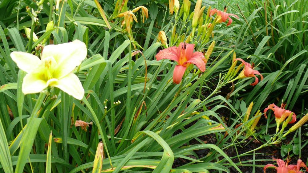 Kwiaty w moim ogrodzie, zdjęcie 7