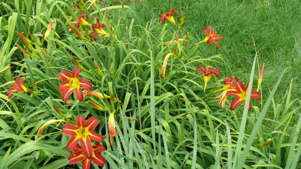 Kwiaty w moim ogrodzie, zdjęcie 11