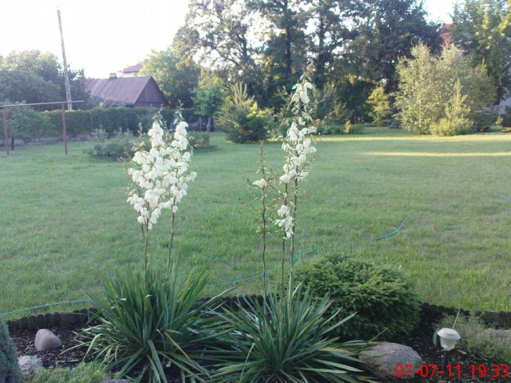 Kwiaty w moim ogrodzie, zdjęcie 6