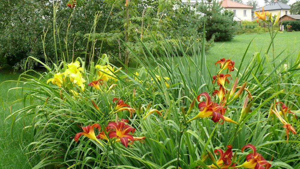 Kwiaty w moim ogrodzie, zdjęcie 3