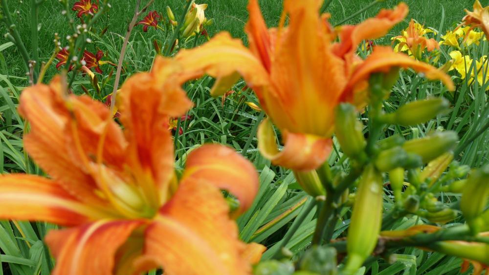 Kwiaty w moim ogrodzie, zdjęcie 12