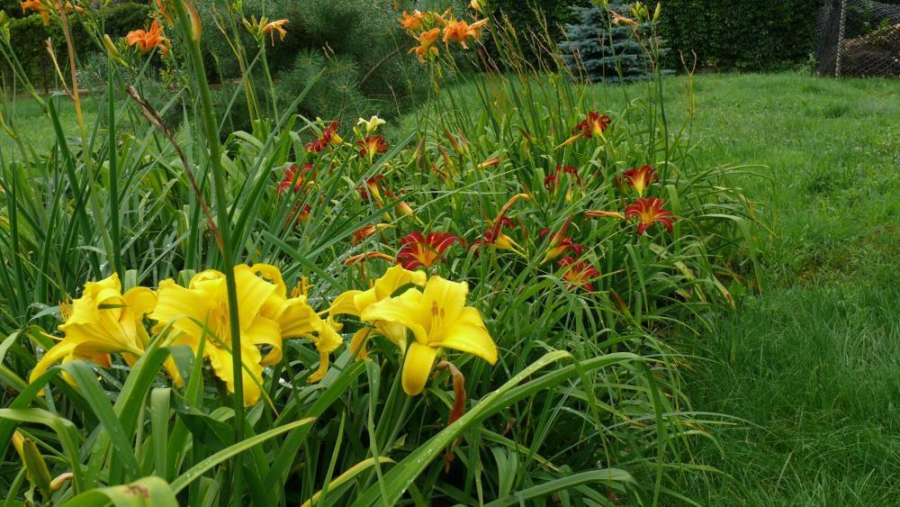 Kwiaty w moim ogrodzie, zdjęcie 10