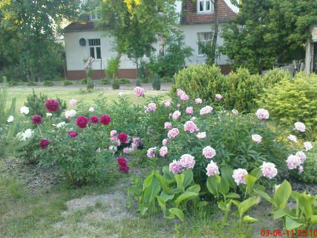 Kwiaty w moim ogrodzie, zdjęcie 9