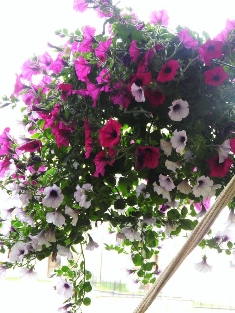 Nasz balkon i miejsce wyciszenia, zdjęcie 3