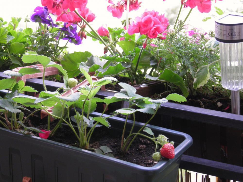 Nasz balkon i miejsce wyciszenia, zdjęcie 1