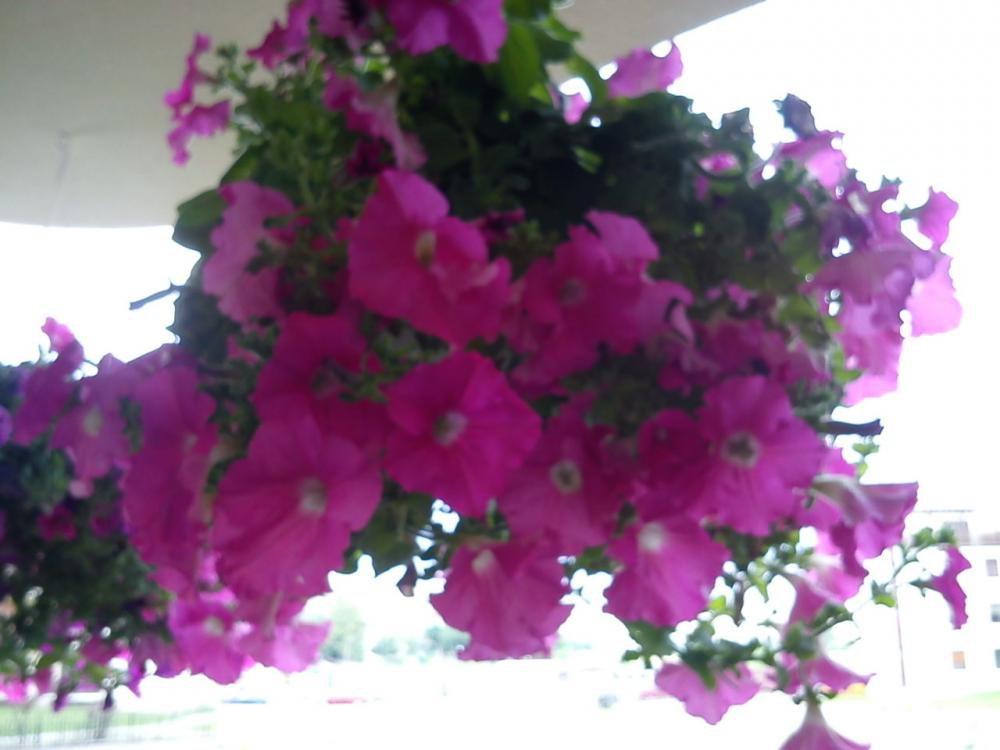 Nasz balkon i miejsce wyciszenia, zdjęcie 5