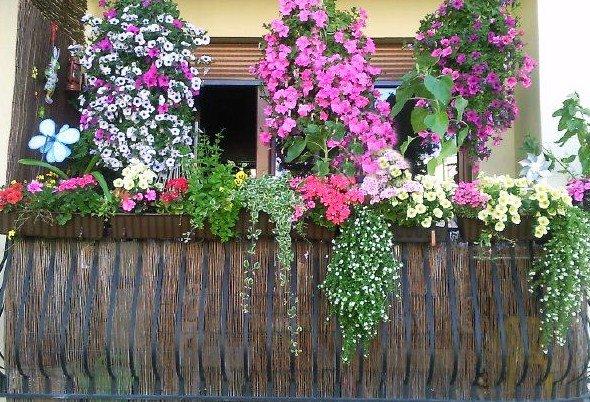 Nasz balkon i miejsce wyciszenia, zdjęcie 2