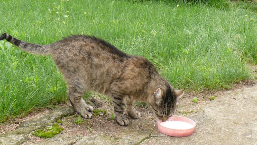 Moi znajomi z ogrodu (-:, zdjęcie 5