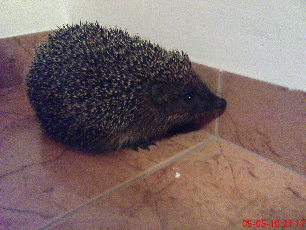 Moi znajomi z ogrodu (-:, zdjęcie 4