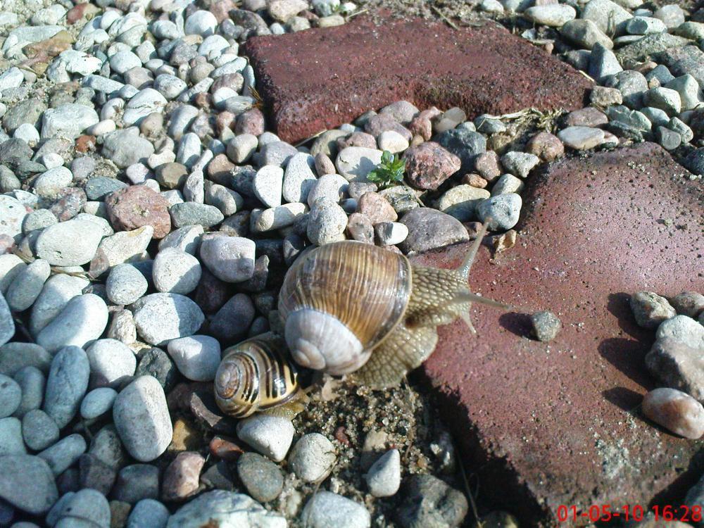 Moi znajomi z ogrodu (-:, zdjęcie 3