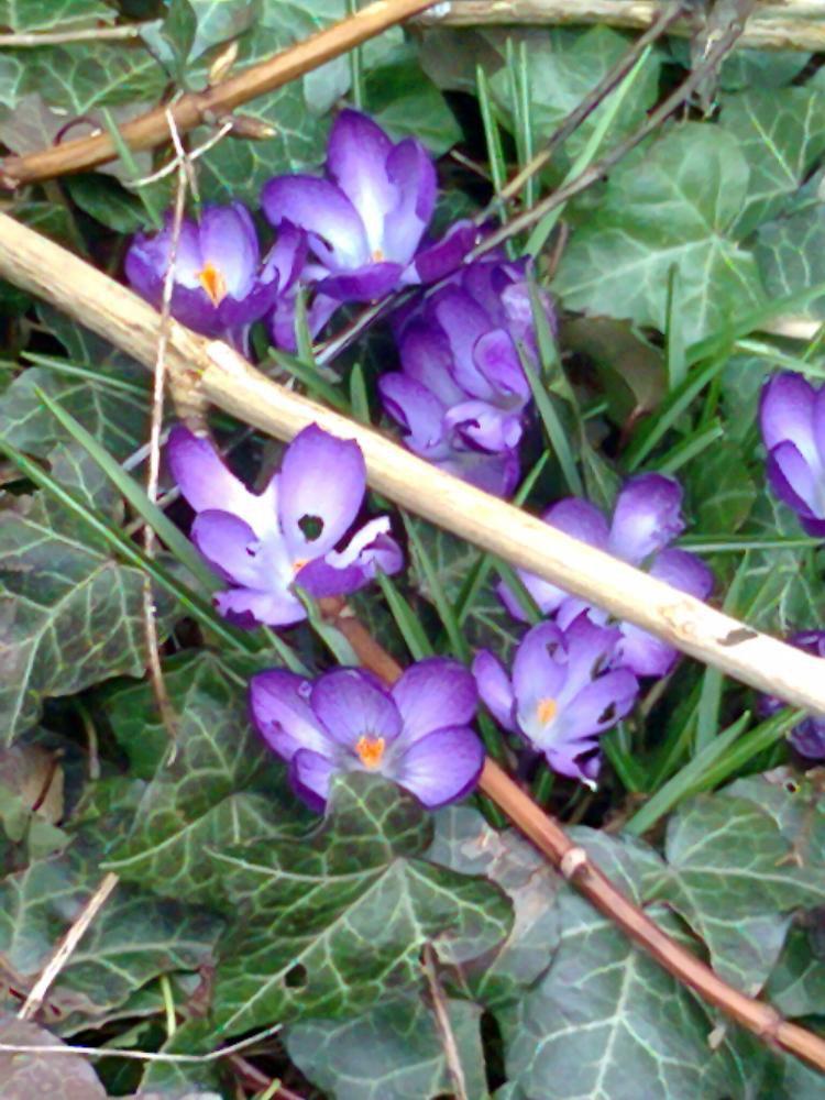 Mój ukochany ogródek, zdjęcie 29