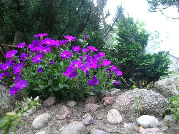 Mój ukochany ogródek, zdjęcie 5