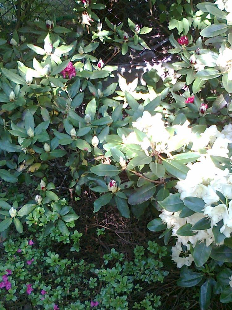 Mój ukochany ogródek, zdjęcie 19