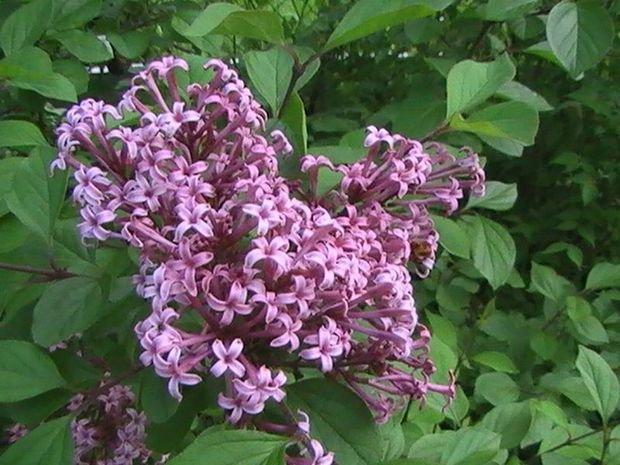 Mój ukochany ogródek, zdjęcie 8