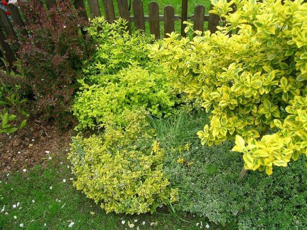 Mój ukochany ogródek, zdjęcie 14