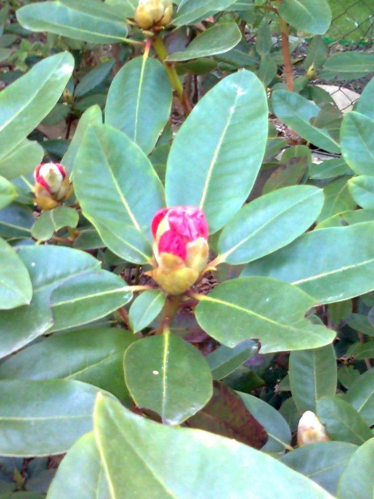 Mój ukochany ogródek, zdjęcie 25