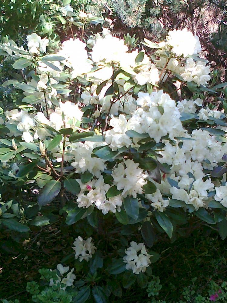 Mój ukochany ogródek, zdjęcie 18