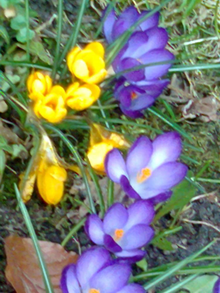 Mój ukochany ogródek, zdjęcie 31