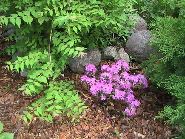 Mój ukochany ogródek, zdjęcie 22