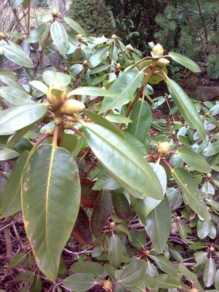 Mój ukochany ogródek, zdjęcie 32