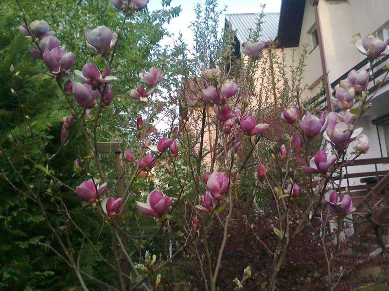 Mój ukochany ogródek, zdjęcie 9