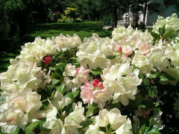 Mój ukochany ogródek, zdjęcie 10