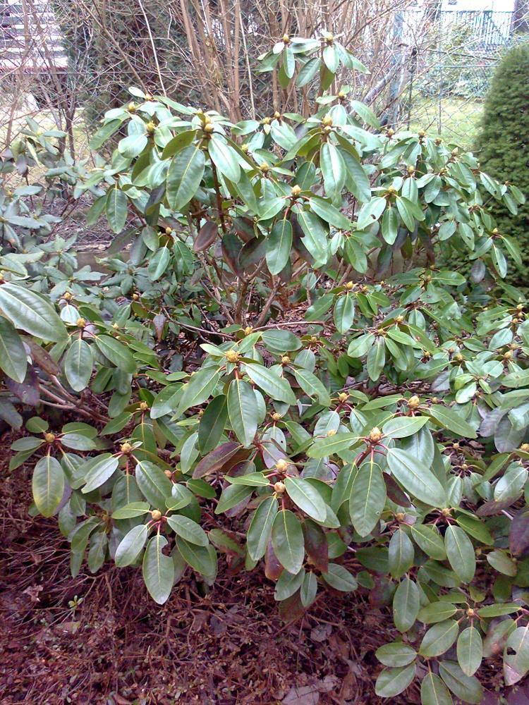 Mój ukochany ogródek, zdjęcie 26