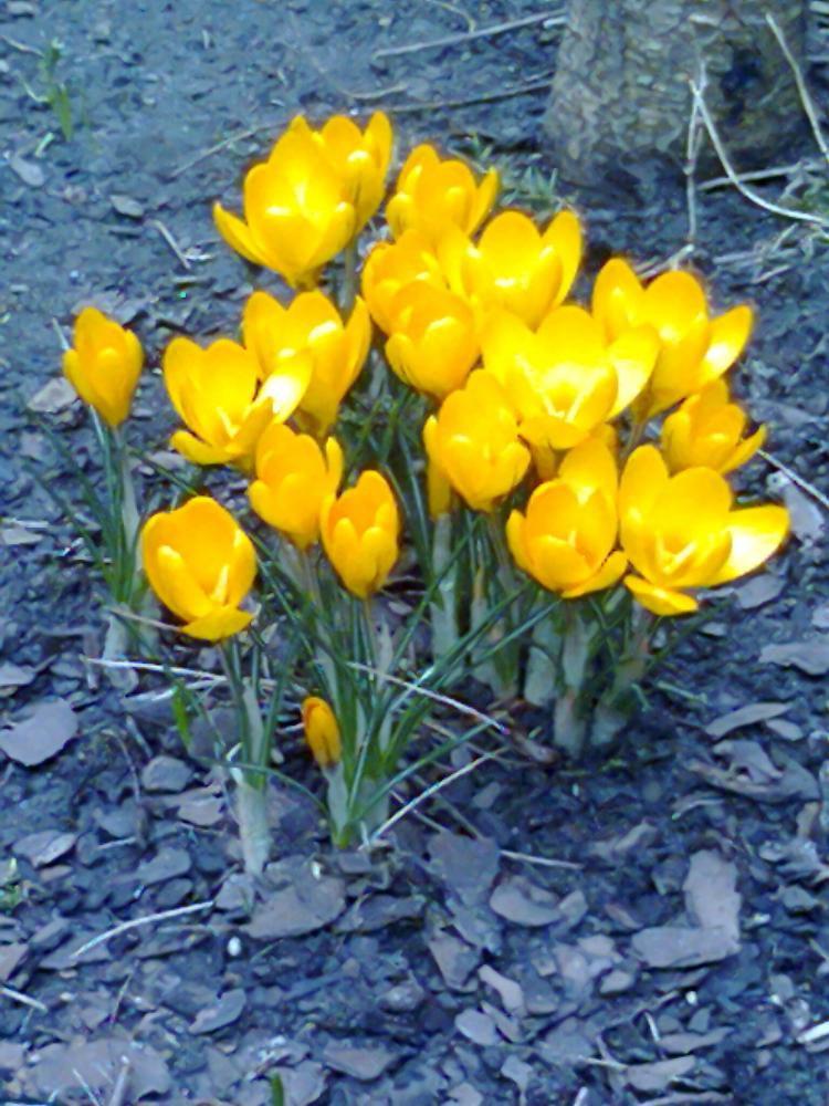 Mój ukochany ogródek, zdjęcie 37